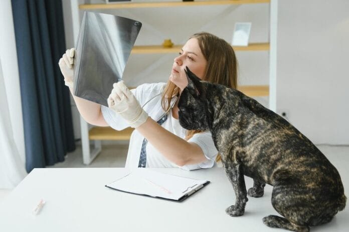 Is Your Pet's Vet Killing the Healthcare System